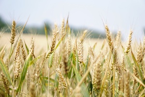 Agriculture arable barley 265216