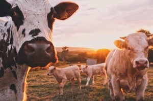 Cows MHA unsplash