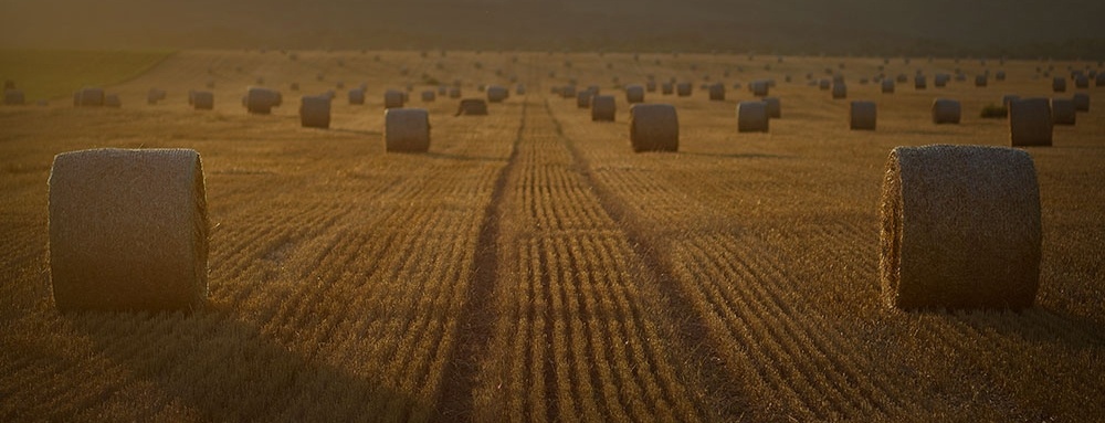 Hay barrels Web